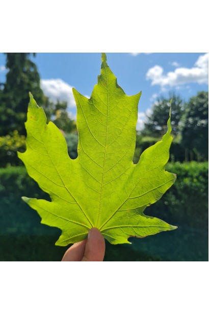 Листья в верхней части - гладкие и темно-зеленые, снизу - шершавые и бледные